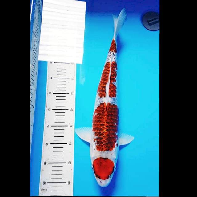 Indukan Goshiki 50 cm