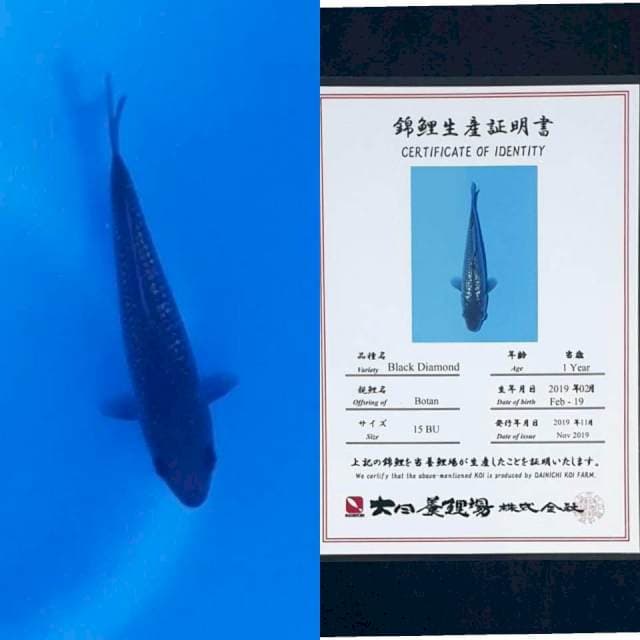 Black diamond dainichi import