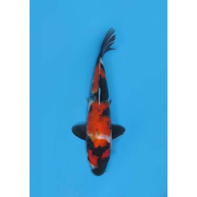 Showa - 22cm