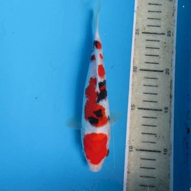 sanke orijinal18cm