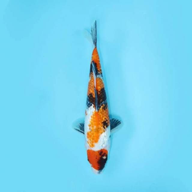 SHOWA GINRIN 29 CM FEMALE