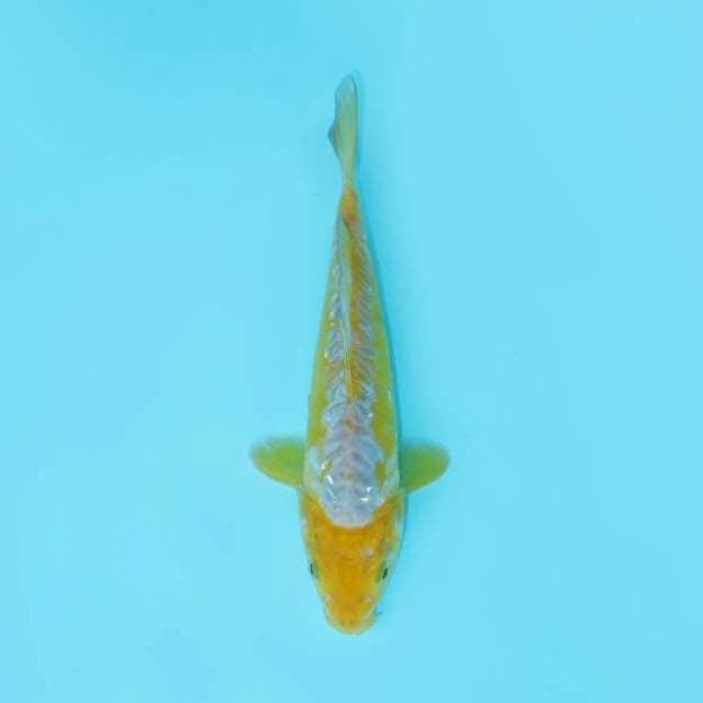 IKAN ANTIK 21 CM FEMALE