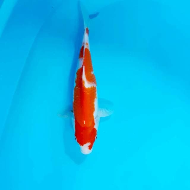 Kohaku strong 27 cm