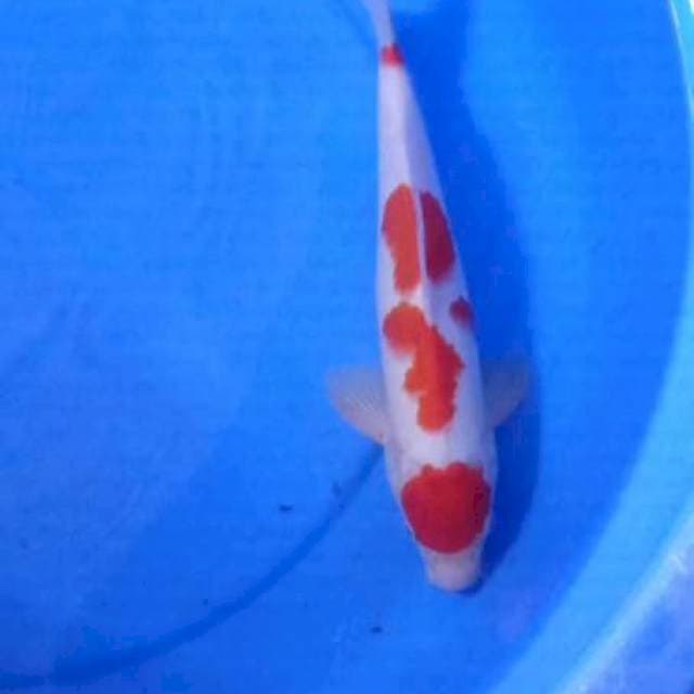 Maruten kohaku
