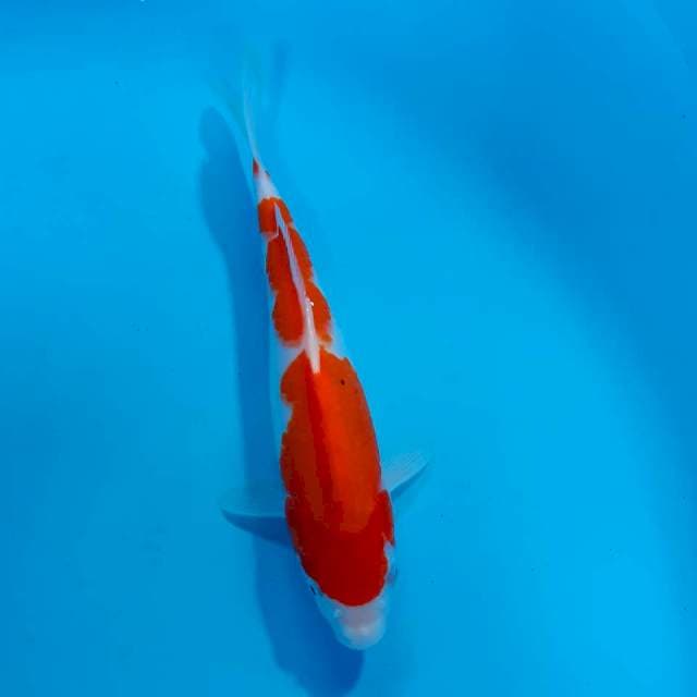 Kohaku 28 cm