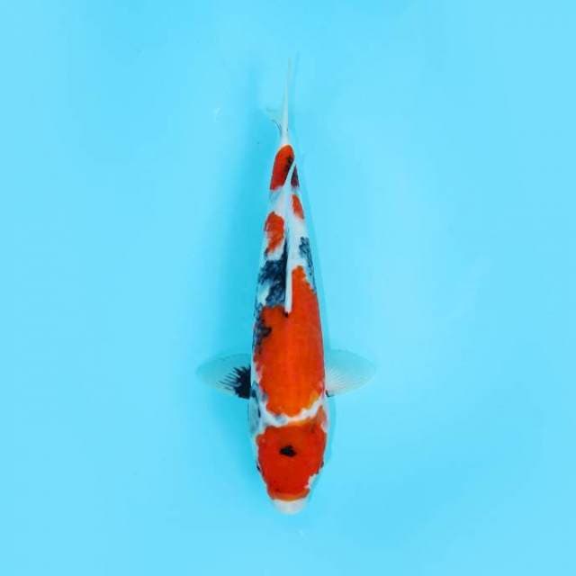 MARUTEN SHOWA TATEGOI 31 CM FEMALE