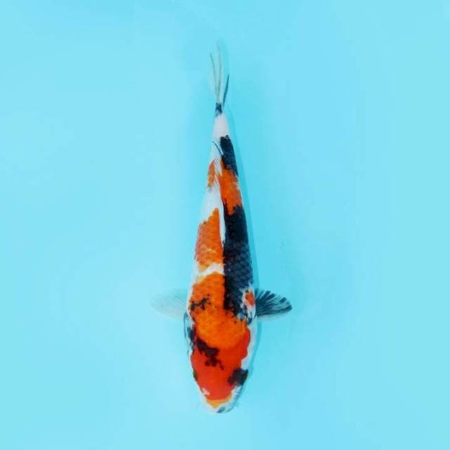 SHOWA 29 CM FEMALE