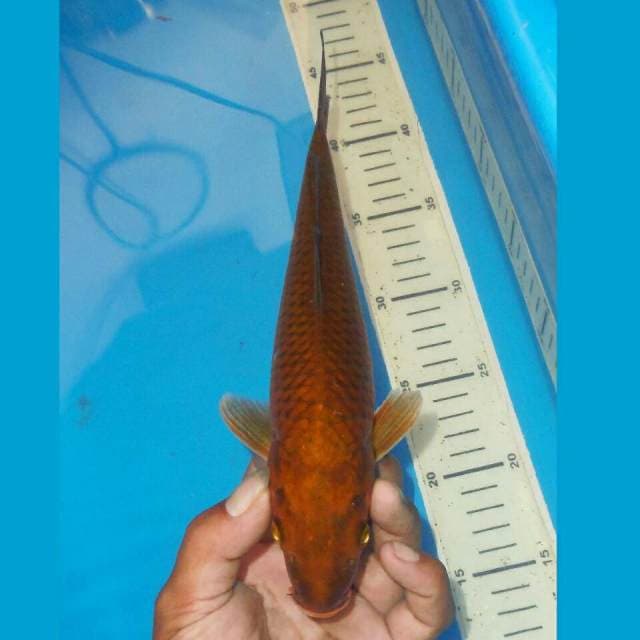 TEMBAGA JINAK