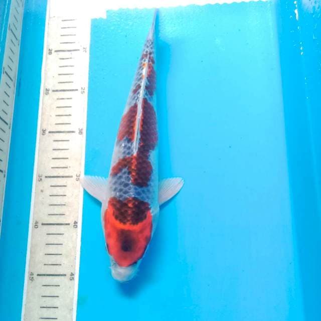 Goshiki, 30 cm