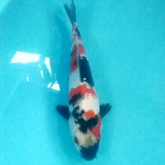 Kindai Showa 27 cm