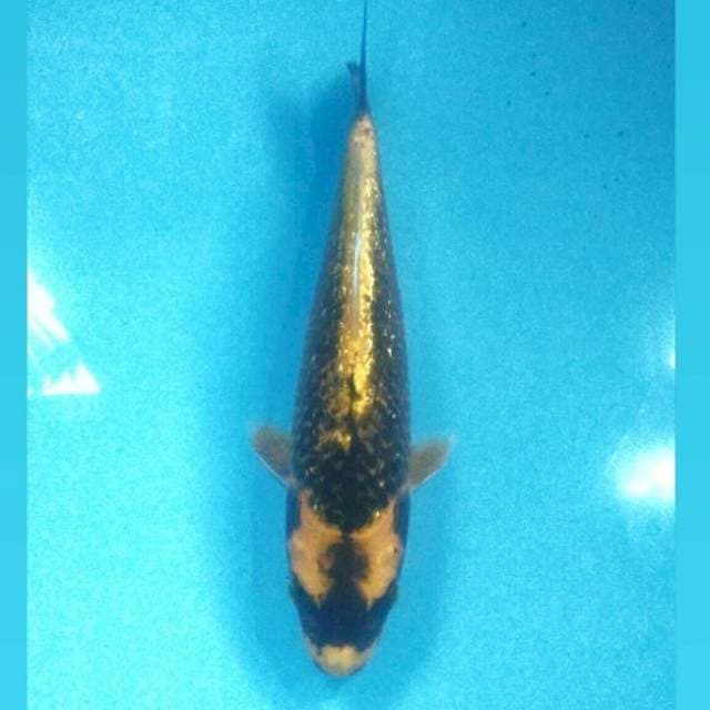 Kabuto Ginrin, 29 cm