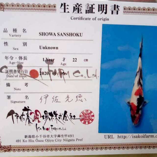 Showa new jumbo tosai 25cm