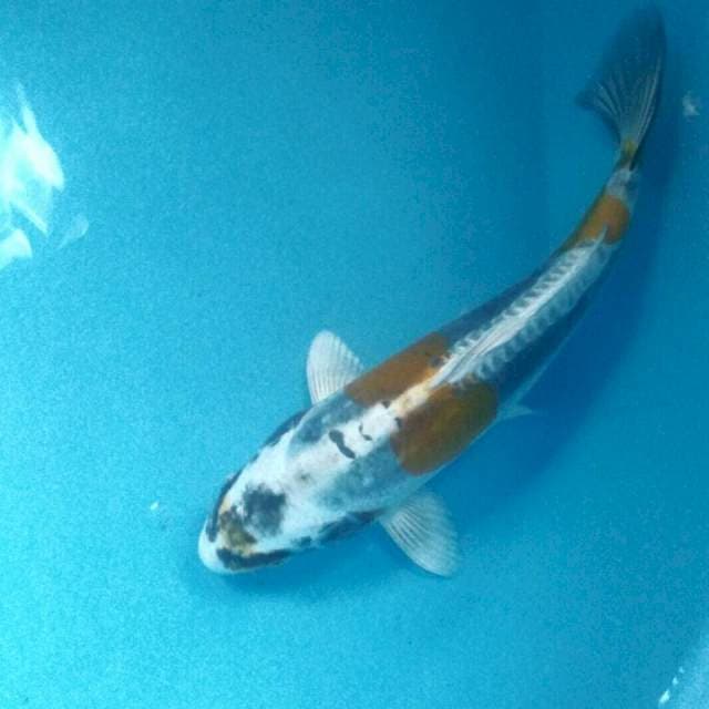 Kikokuryu, male 30 cm
