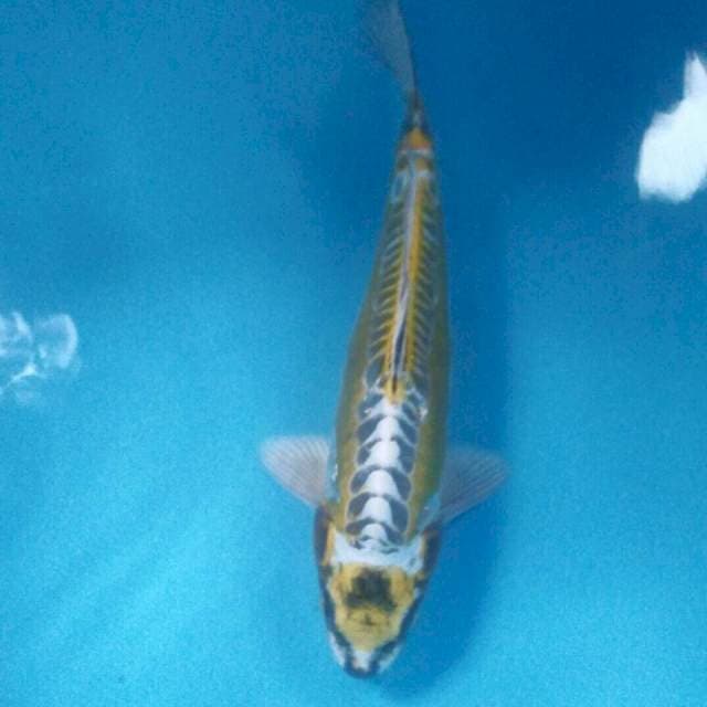 Kikokuryu, male 34 cm