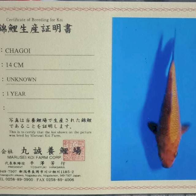 Chagoi import serty marusei farm