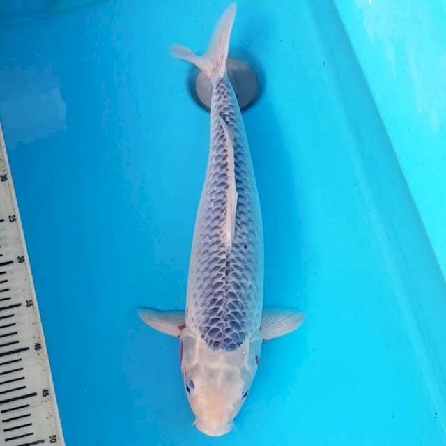 ASAGI 50CM