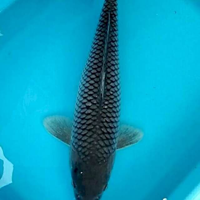 Soragoi netting bagus 33cm
