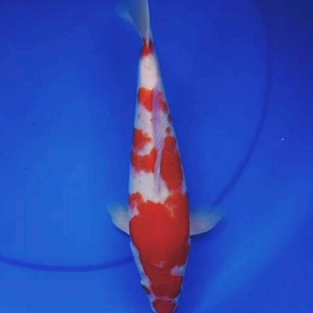 33cm KOHAKU
