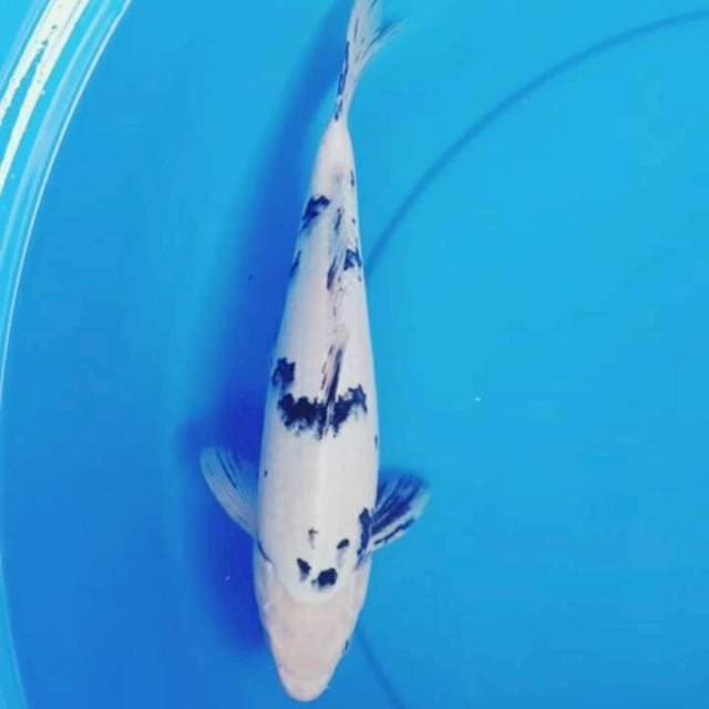 35cm BEKKO SALJU