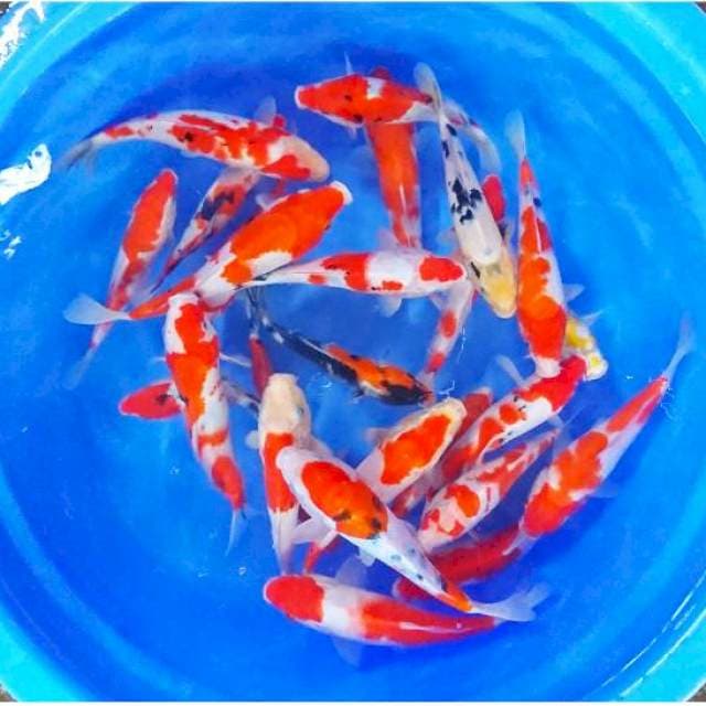 Paket 25 ekor gosanke 20cm-27cm