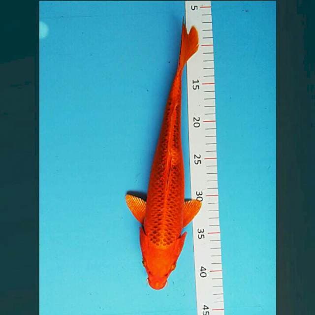 Matsuba 35cm male