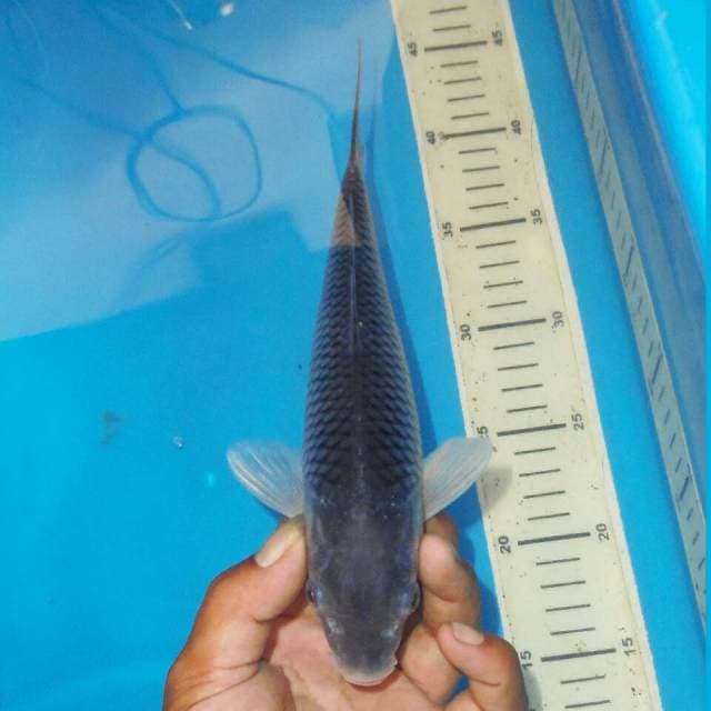 SORAGOI JINAK