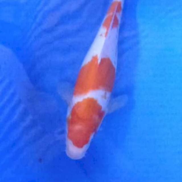 Kohaku step 3