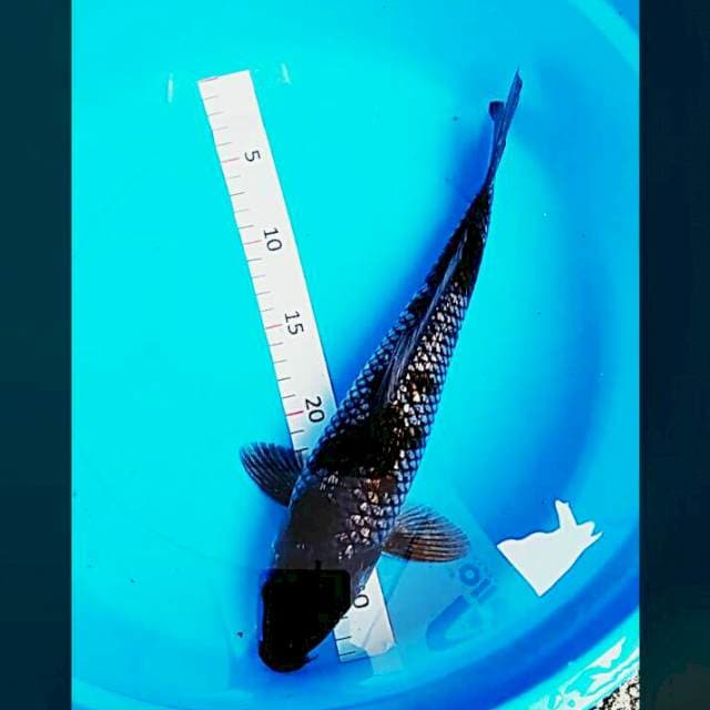Ochiba ginrin 33cm