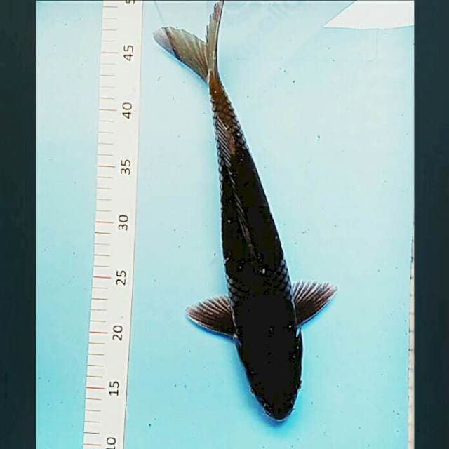 Ochiba 37cm male