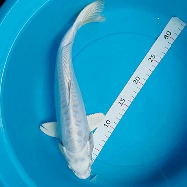 Platinum aragoke 35cm