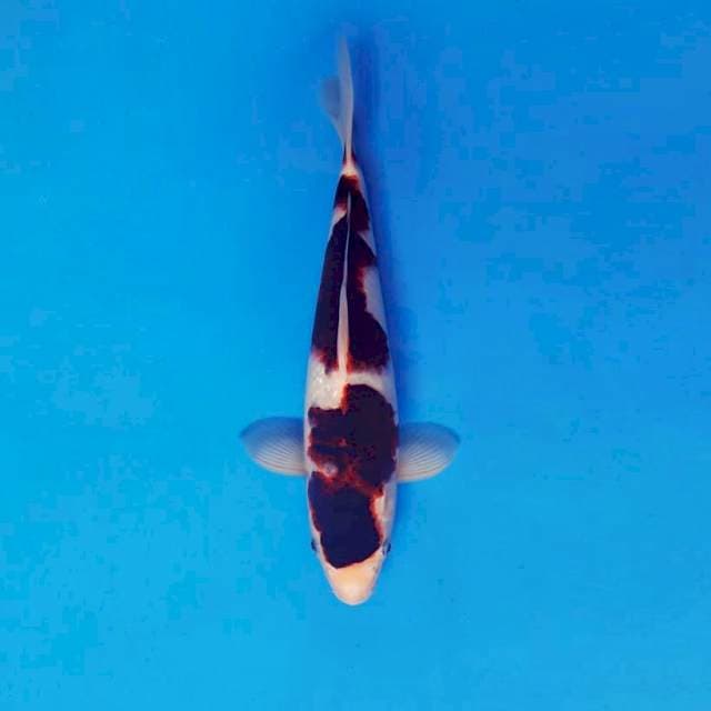 HIRO 14 ~ GOROMO ™