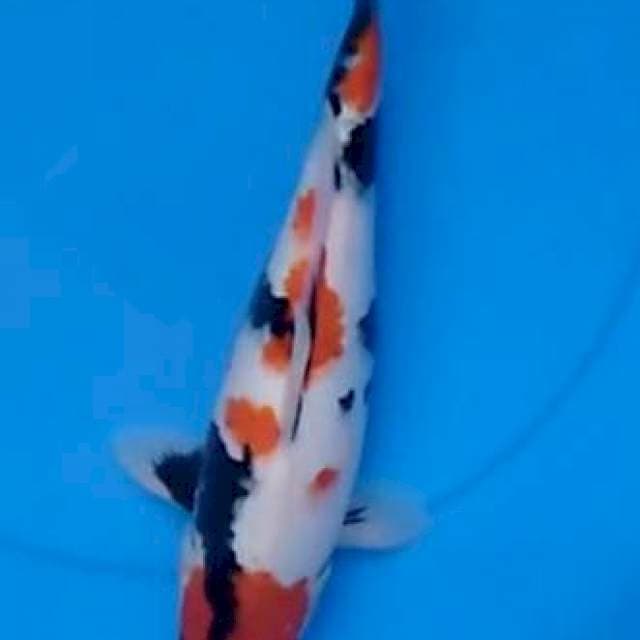 kindai showa original 35cm male