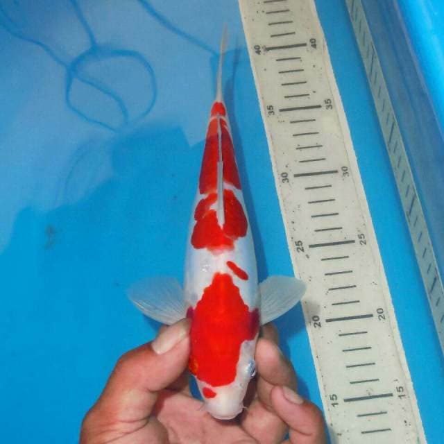 KOHAKU RED DEVIL