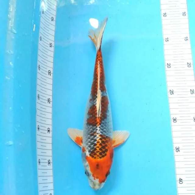 Kujaku red 30cm