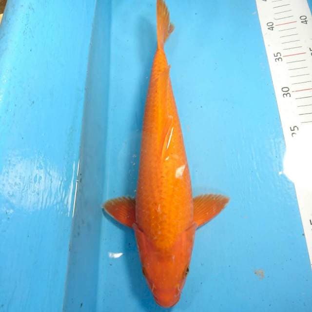 benigoi merah 33