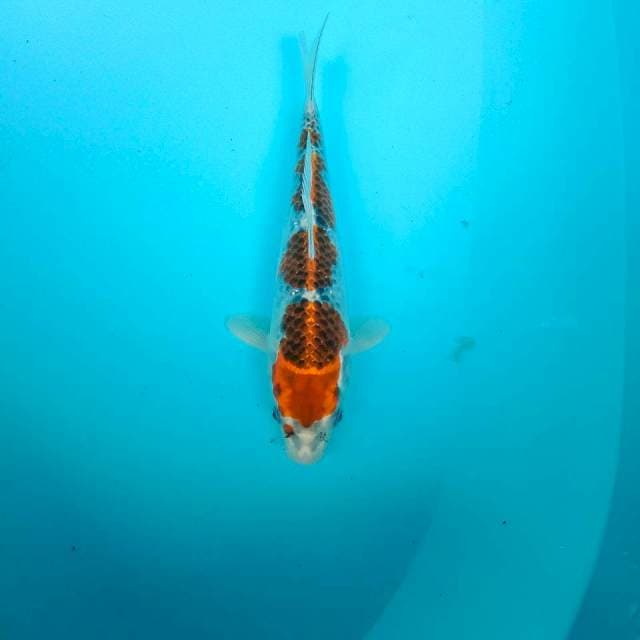 Goshiki, 25 cm