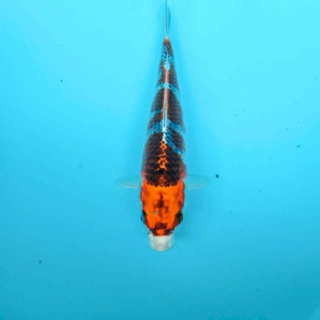 Goshiki, 23 cm
