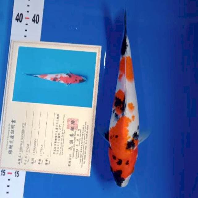 Showa import serty marusei farm