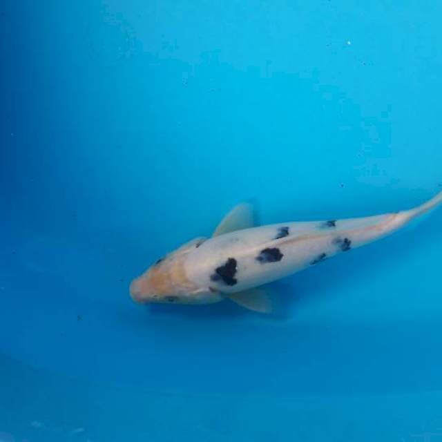 Siro 24