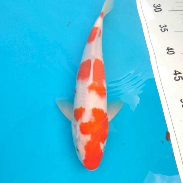 KOHAKU