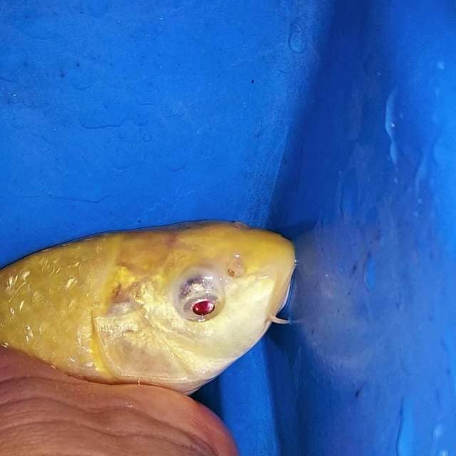 Karashi ginrin mata merah