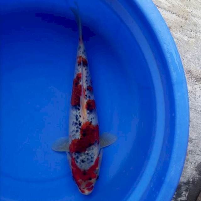 Goshiki 30cm