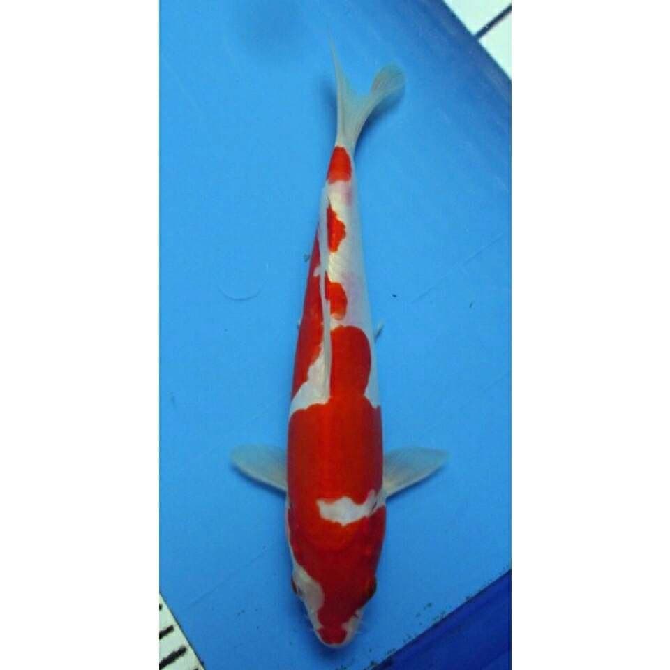 Red kohaku