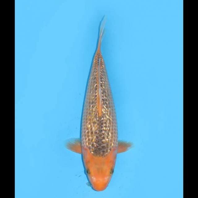 SQ JT Full Ginrin - 28cm