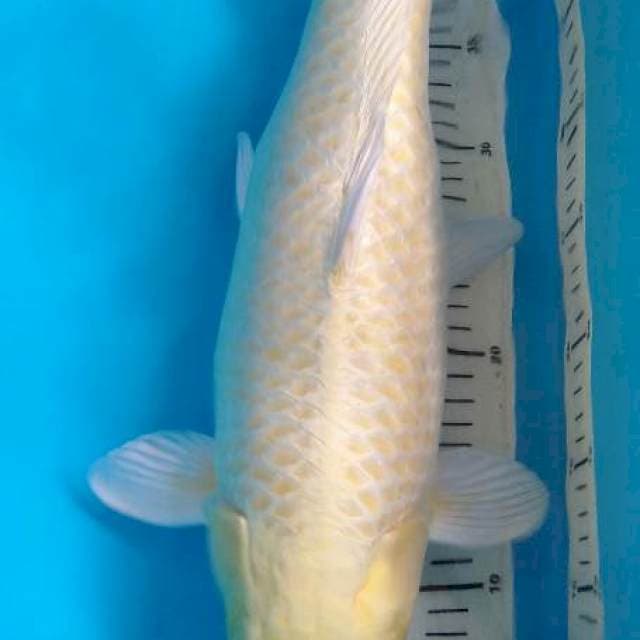 Ogon mata merah 47cm