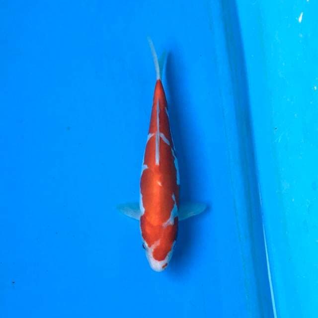 Doitsu Kohaku, Merah Darah 21cm