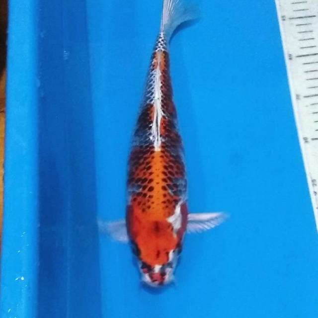 Kujaku merah cantik