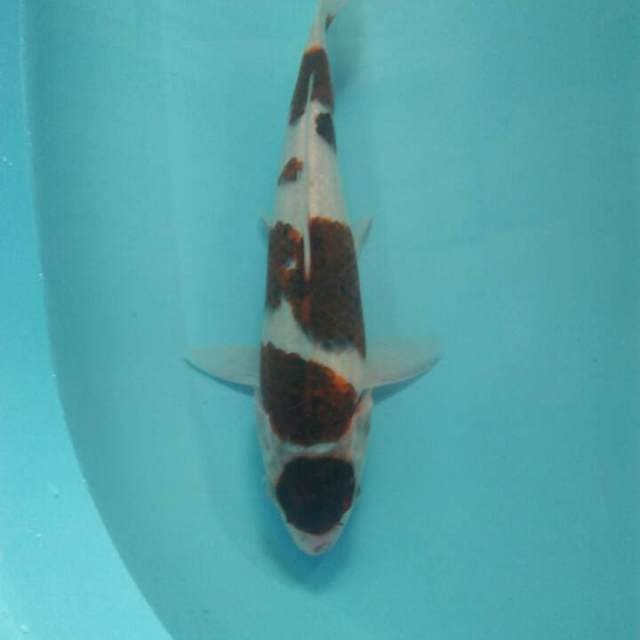 27 cm goromo