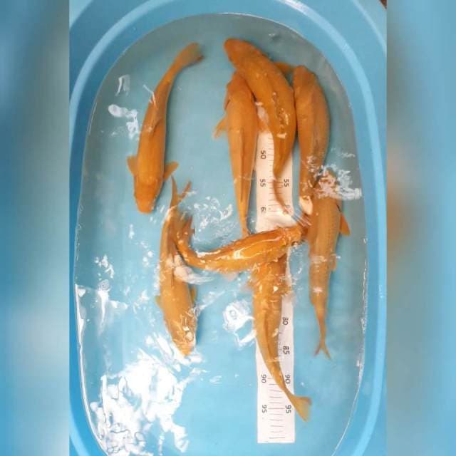 Chagoi lemon*28-34cm 8ekor