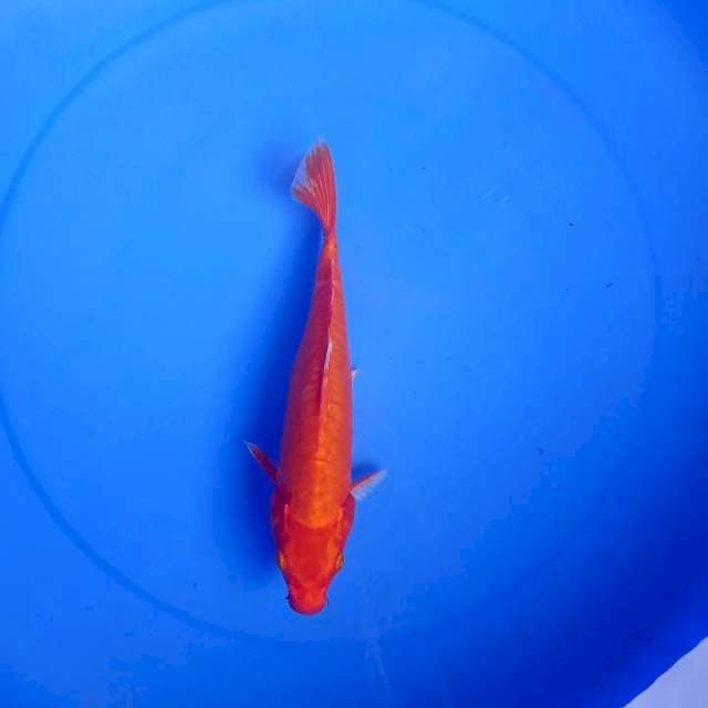 Orenji doit 25cm